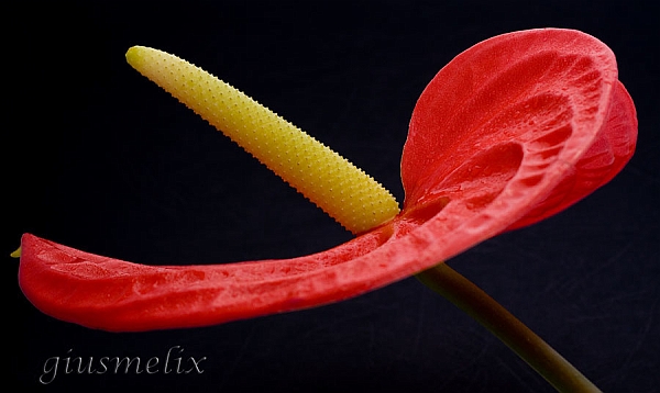 Red on black-(IMG_5773-1_1 watermark-rid_1).jpg